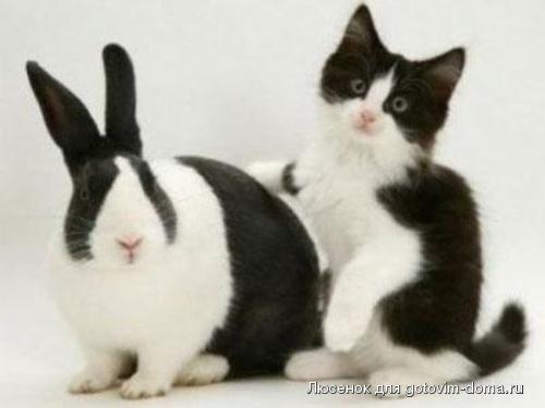 1291985754_cat_rabbit.jpg
