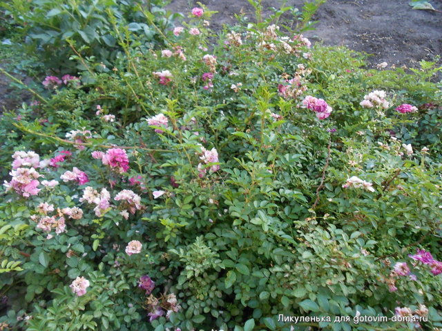 DSCN1480.JPG