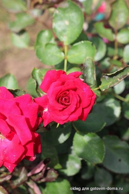 IMG_6690.jpg