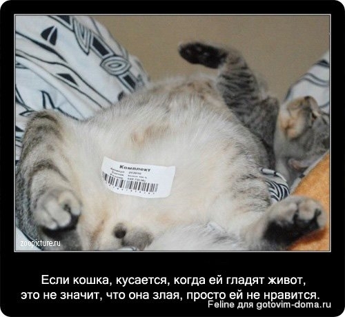 fakti_o_koshkah055.jpg