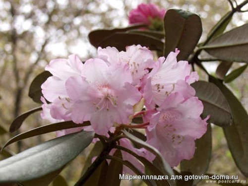 1007412313_cherry.jpg
