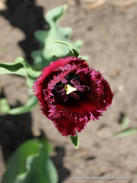 DPP_00077.JPG