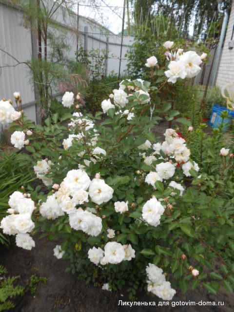 DSCN0097.JPG
