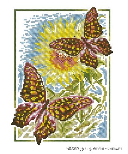 ZR Butterflies Admiral.JPG