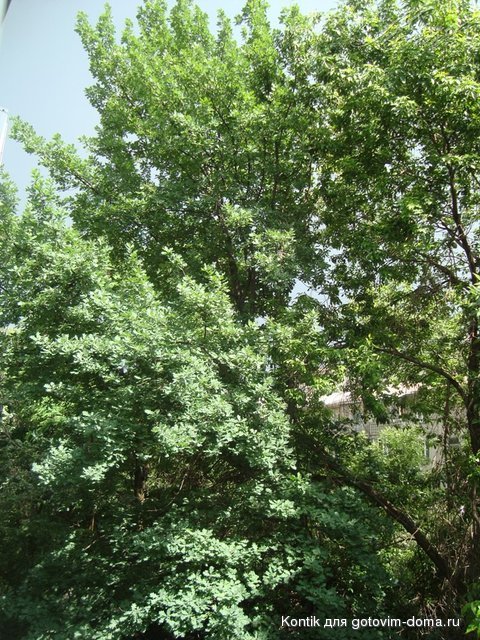 DSC08193.JPG
