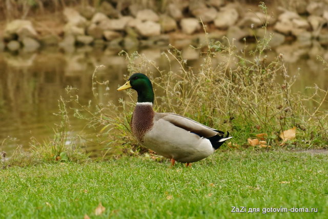 DSC04588.JPG