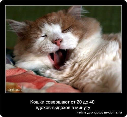 fakti_o_koshkah023.jpg