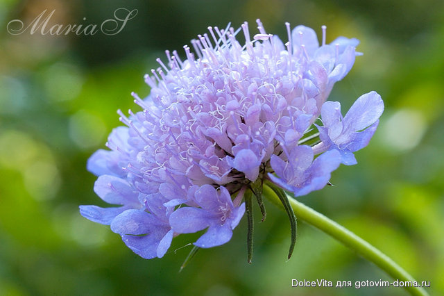 DSC_0135c.jpg