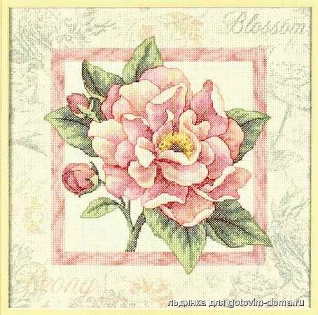 Dimensions35135_Peony_Blossom.jpg