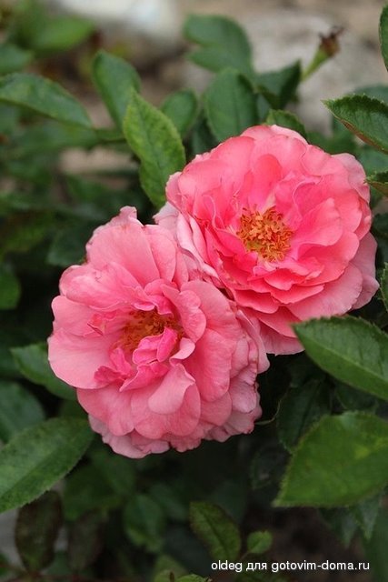 2013_08_11_1445.jpg