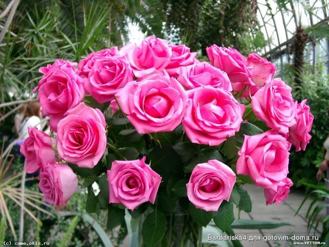 rooz6_1024_800.jpg