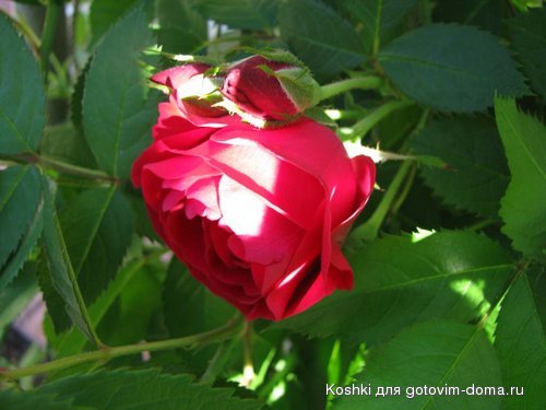 IMG_2161.jpg