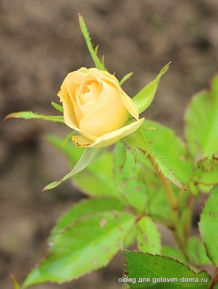 IMG_6709.jpg