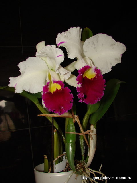 DSC07873.JPG