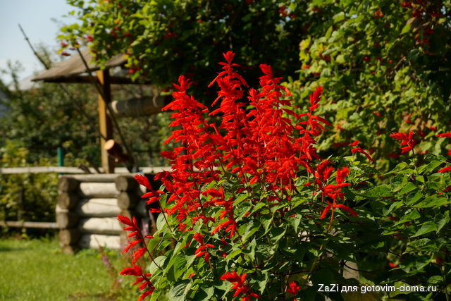 DSC02921_resize.JPG