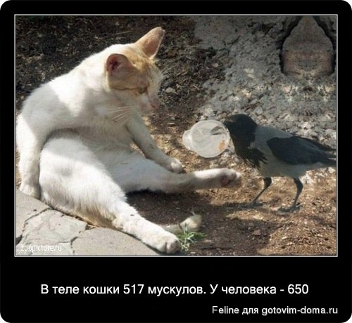 fakti_o_koshkah078.jpg