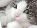 small_a1cc6f129f3085043d77881dee47f540.jpg