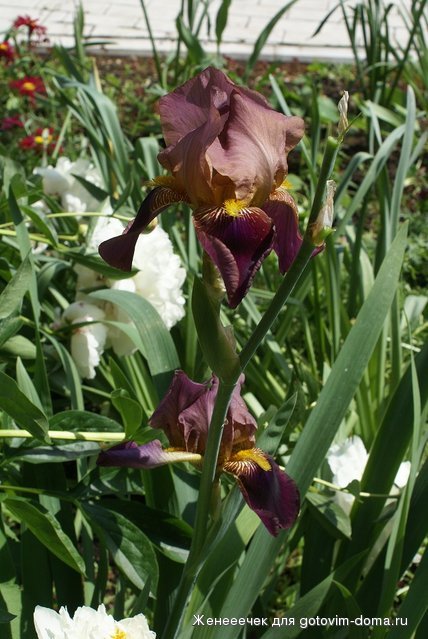 DSC04742.JPG