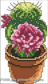 Cactus_1.jpg