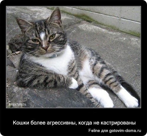 fakti_o_koshkah054.jpg
