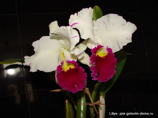 DSC07872.JPG