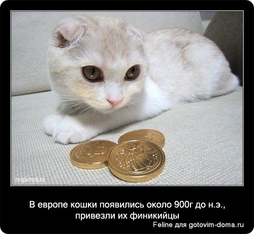 fakti_o_koshkah062.jpg