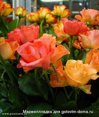 1005699238_5.jpg