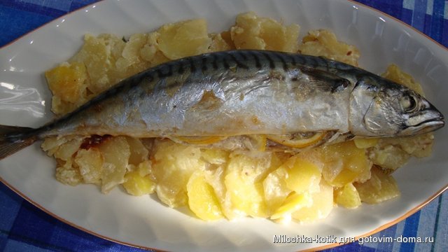 Скумбрия.JPG