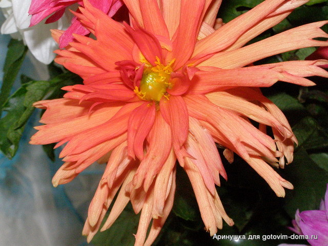 PA180570.jpg