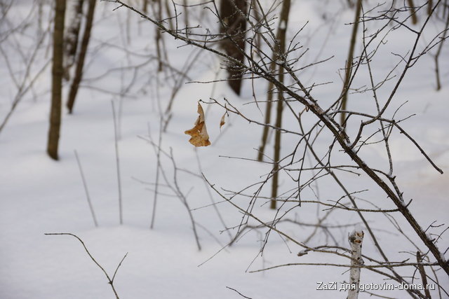 DSC05374_resize.JPG
