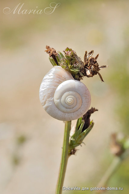 DSC_0266c.jpg