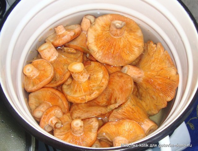 рыжики.JPG