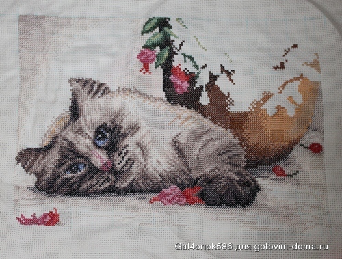 кот14.03.jpg