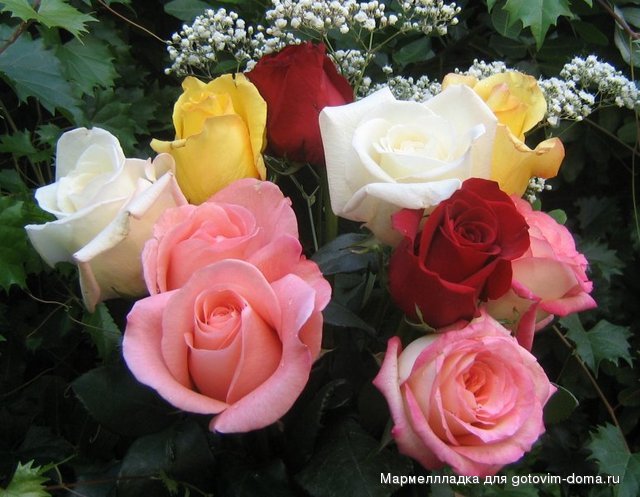 roses_3551.jpg