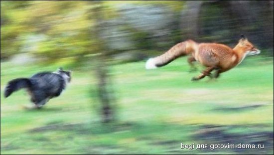 1288650662_brave-cat-02.jpg