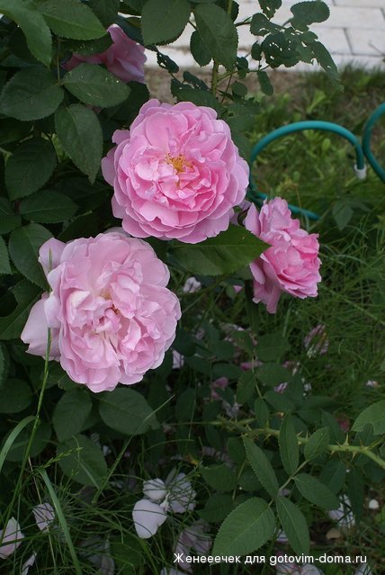 DSC04775.JPG
