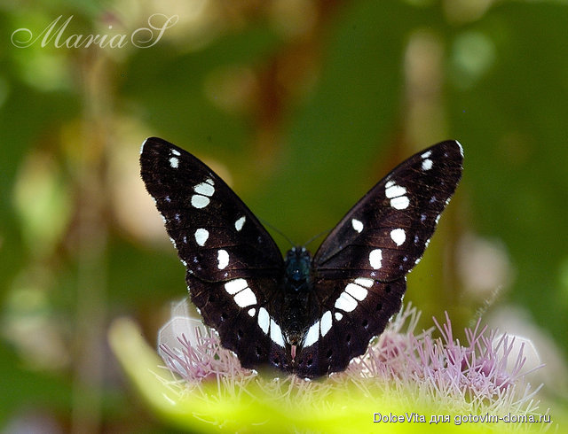 DSC_0296c.jpg
