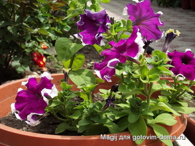 DSCF1233.jpg