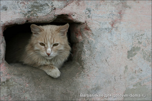 .кошара.jpg
