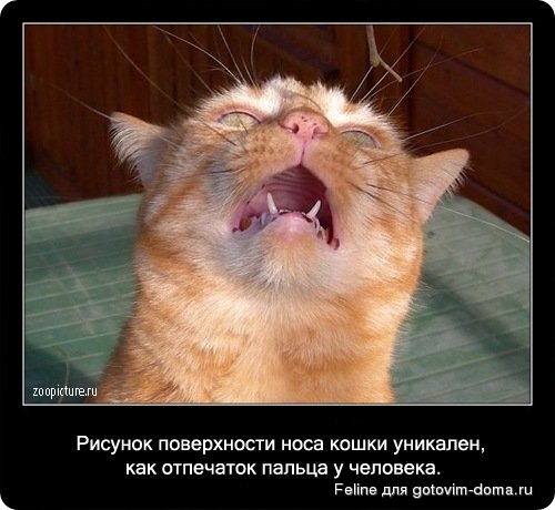 fakti_o_koshkah009.jpg