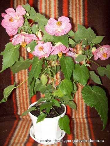 100_0800.jpg