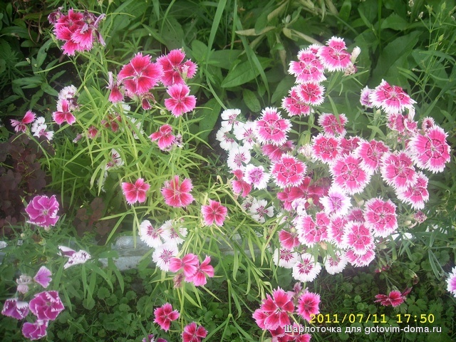 SPA50118.JPG