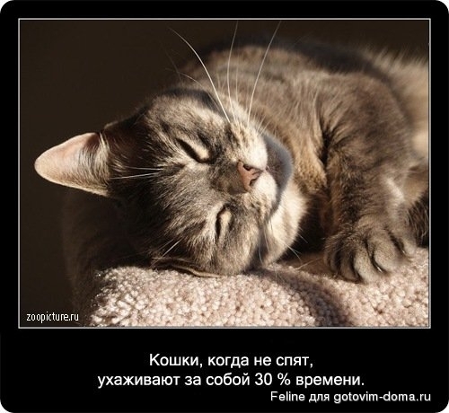 fakti_o_koshkah048.jpg