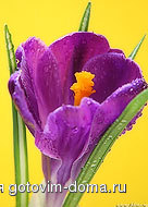 bfoto_ru_232a.jpg