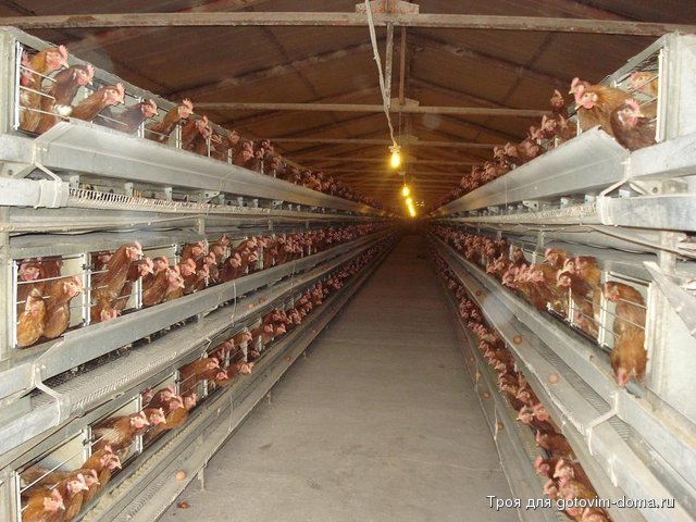 ferma002.jpg