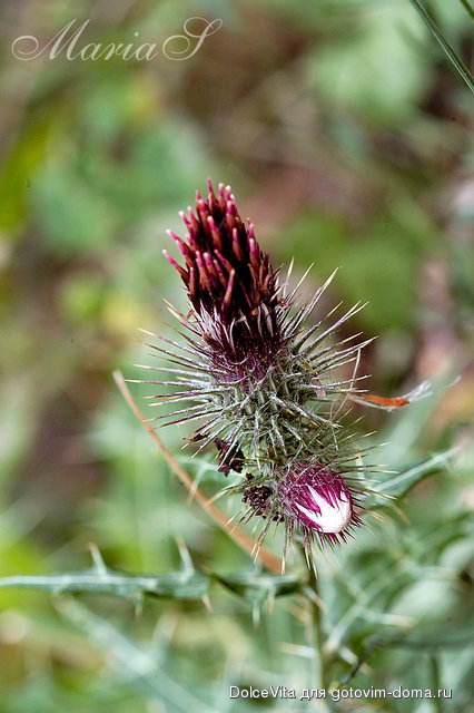 DSC_0207c.jpg