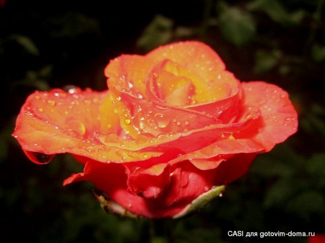 IMG_7683.JPG