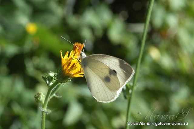 DSC_0103.jpg