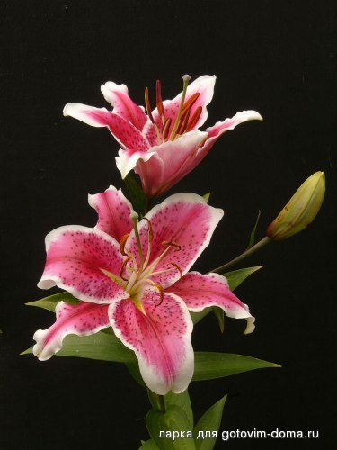 flowers012.jpg