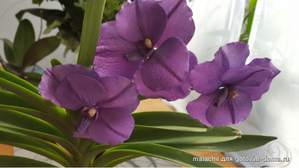 vanda 2.jpg